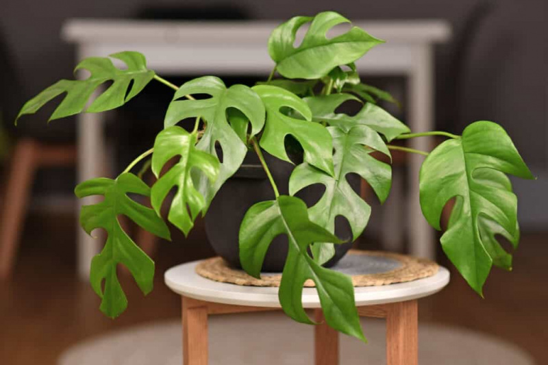 Kako majhne so sobne rastline Monstera?