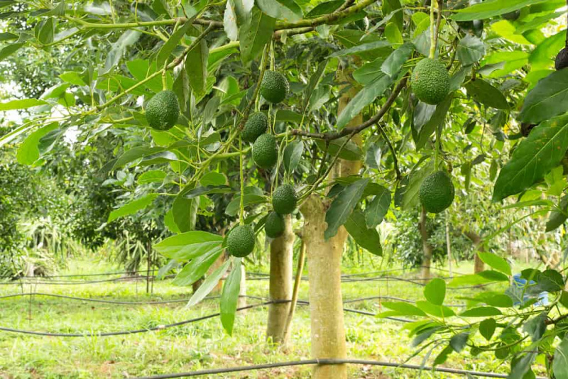   Avocado che cresce su un albero.