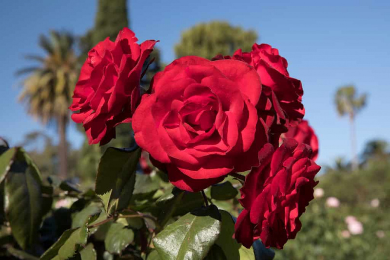 Откријте 5 прелепих ружа које можете узгајати у Вајомингу