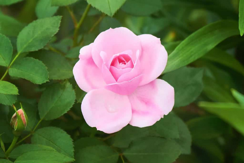   Grm roza kanadske vrtnice sorte Prairie Joy, ki cveti na poletnem vrtu.