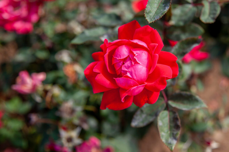   Dvojno izločene vrtnice imajo danes nekaj najbolj iskanih cvetov na trgu.