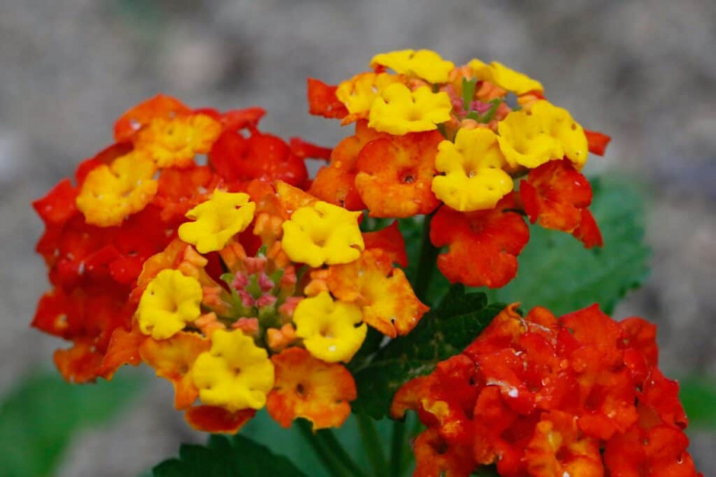   Oranžinė lantana yra puiki oranžinė daugiametė gėlė.