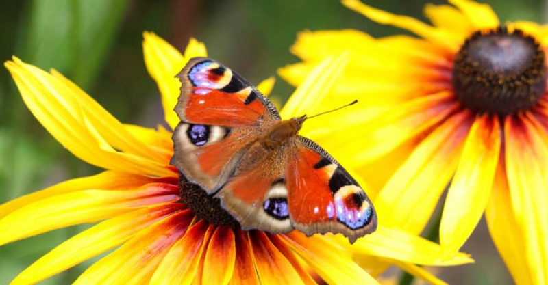   metulj na oranžnih stožcih.
