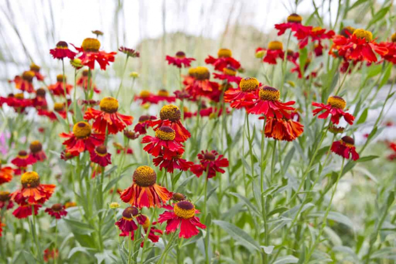   موسم گرما کے باغ میں گرم رنگ کا ہیلینیم پھول، جولائی۔ ہیلینیم'Moerheim Beauty'