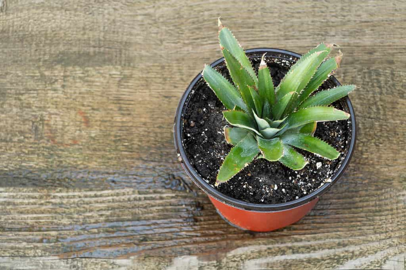 鍋にパイナップル、家庭でパイナップルを育てる方法のコンセプト