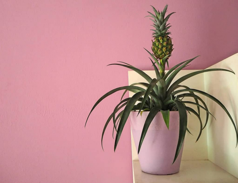屋内の鉢で育つパイナップルの植物