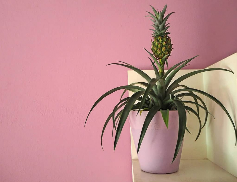   Plante d'ananas poussant dans un pot à l'intérieur