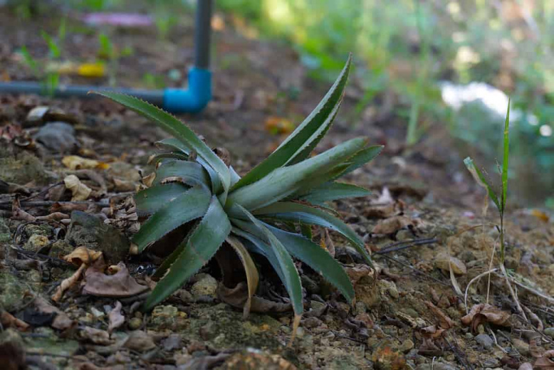   coupe de couronne supérieure d'ananas plantée dans le sol.