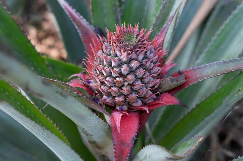   Ananas sur l'arbre fruits tropicaux qui poussent dans le jardin. espace pour la texture