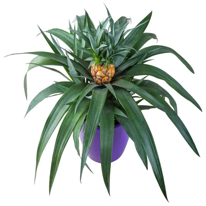   Pineapple sa palayok, houseplant na nakahiwalay sa puting background na may mga clipping path