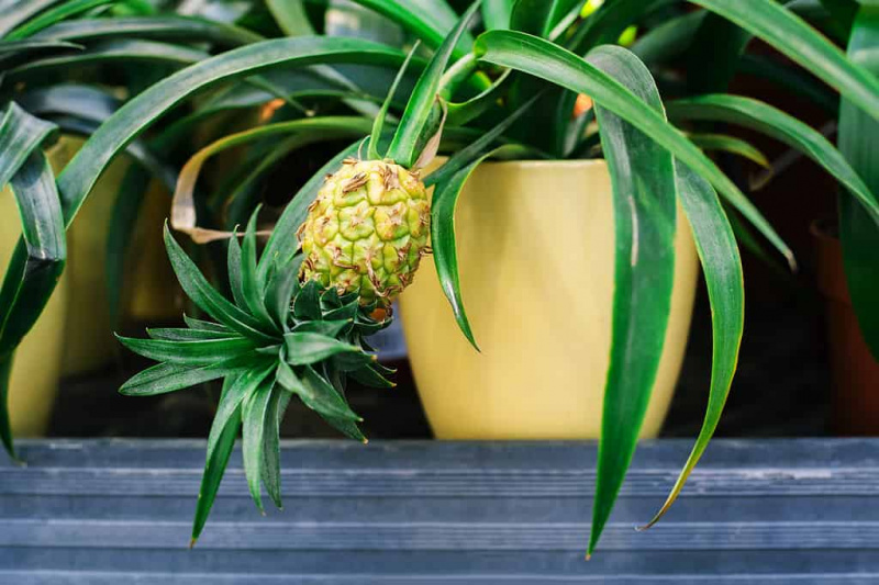 大きな黄色のセラミック ポットの植物に成長している小さなパイナップル。