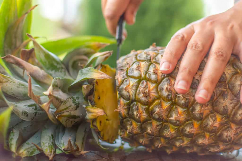   Eine hellhäutige Person, die auf einem Tisch eine reife Ananas mit einem scharfen Messer aufschneidet. Die Ananas ist horizontal über dem Rahmen positioniert. Die Spitze der Ananas, ihre Blätter sind im linken Rahmen. drei Finger des Messers's left hand are visible in the right frame holding the pineapple. The right hand is slicing off the pineapple top. 