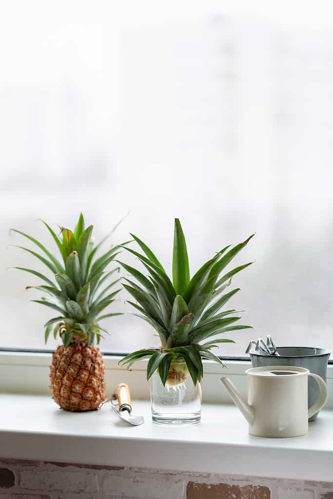   Spitze der Ananas in einem Glas Wasser auf der Fensterbank. Ananas zu Hause anbauen.