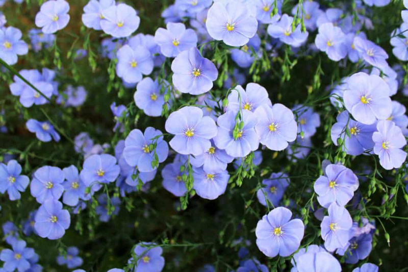   Modri ​​laneni cvetovi.