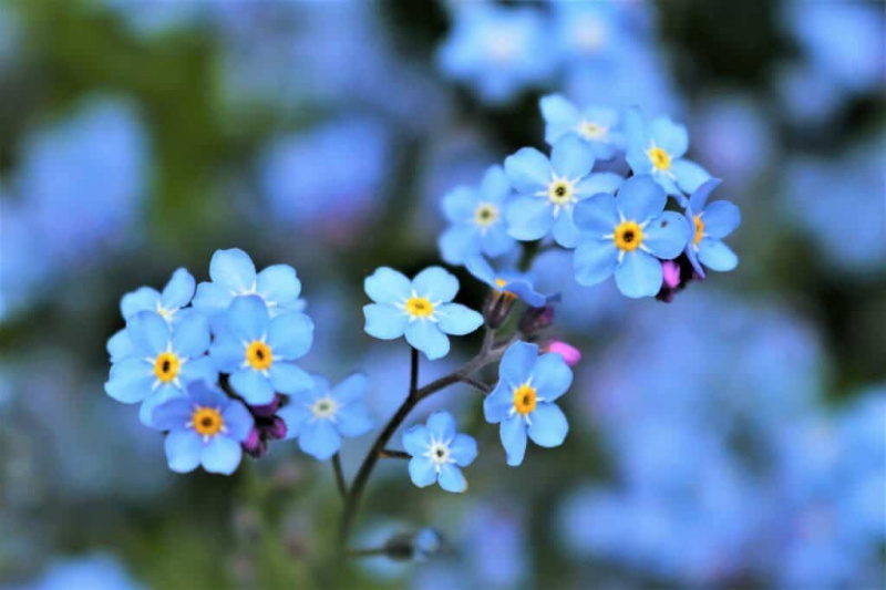   Bright Forget Me Not lilled