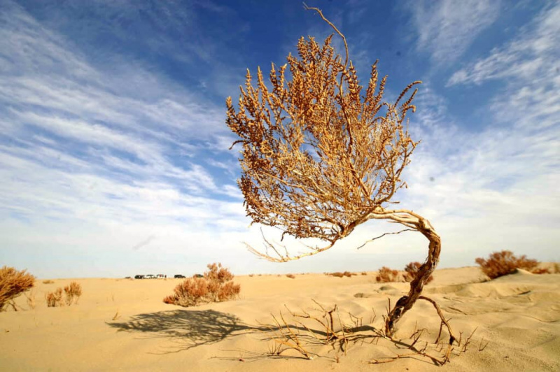Ανακαλύψτε 10 ανθεκτικά φυτά που μπορούν να ευδοκιμήσουν σε μια έρημο