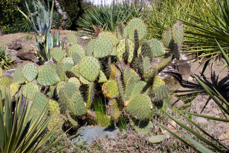   Kaktus Opuntia