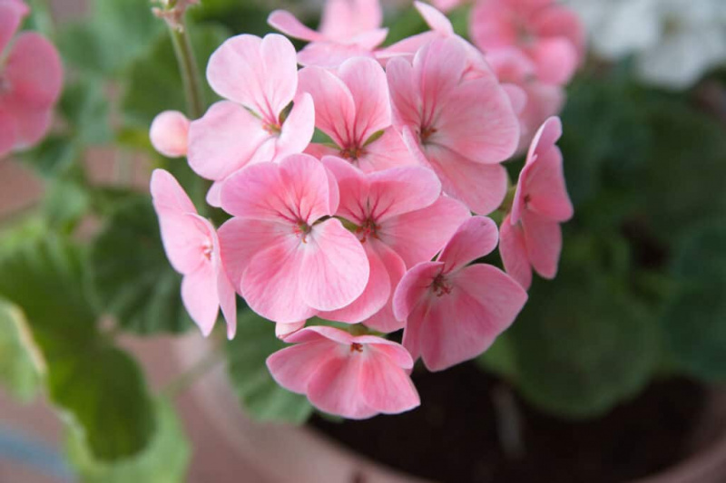 Fröpelargoner vs Zonala pelargoner