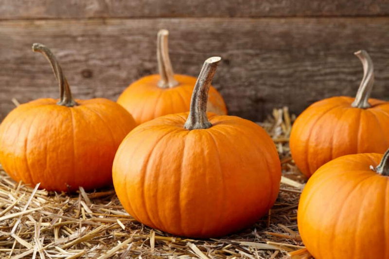   Nejlepší odrůdy dýní pro Halloween a podzim: Podzimní zlaté dýně