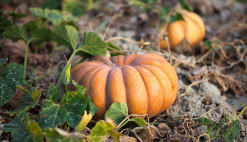   Nejlepší odrůdy dýní pro Halloween a podzim: Pohádkové dýně