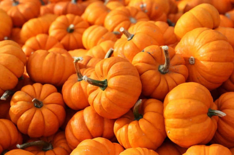   Nejlepší odrůdy dýní pro Halloween a podzim: Jack-Be-Little dýně