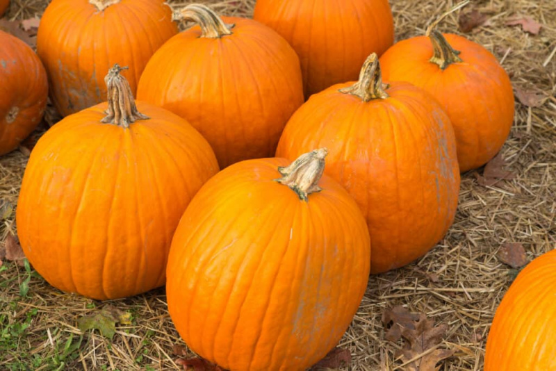   Nejlepší odrůdy dýní pro Halloween a podzim: dýně Howden Field