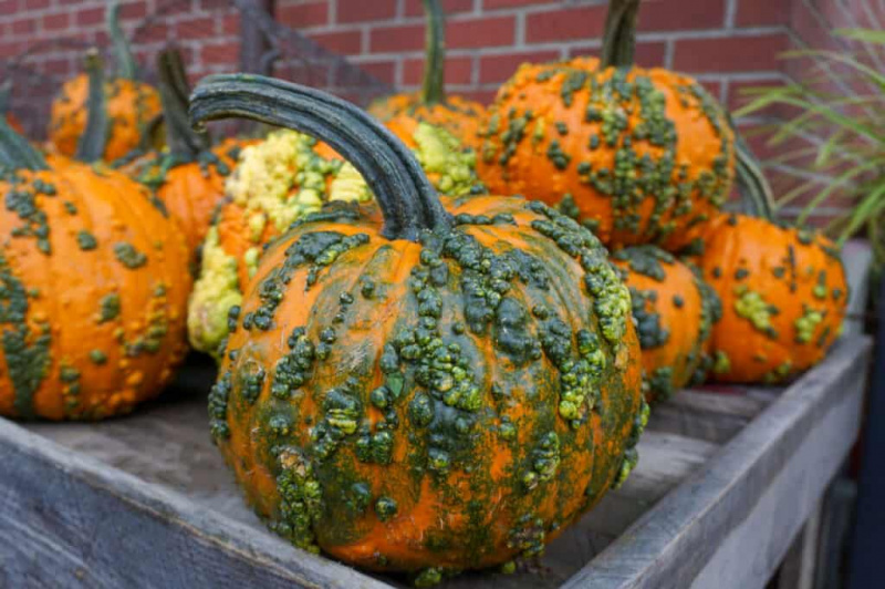   Nejlepší odrůdy dýní pro Halloween a podzim: Warty goblin dýně