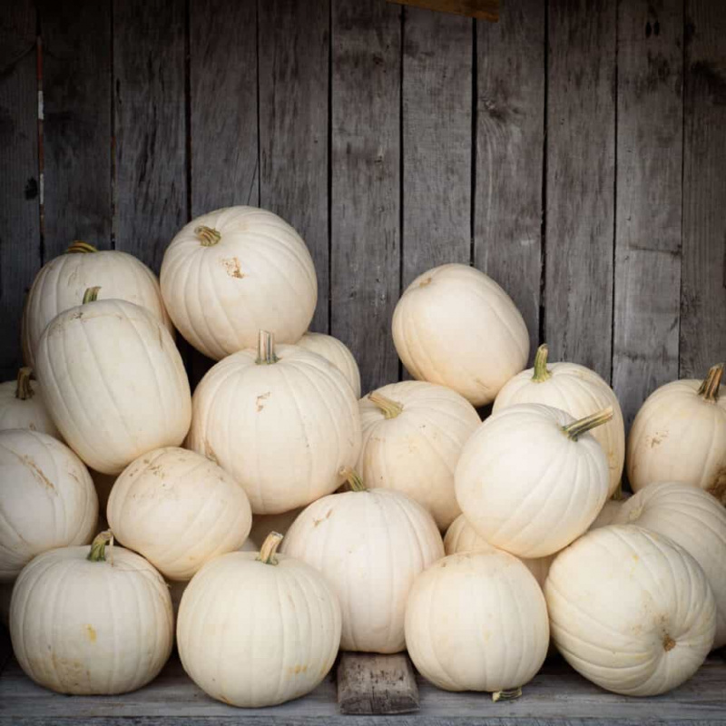   Nejlepší odrůdy dýní pro Halloween a podzim: Casper dýně