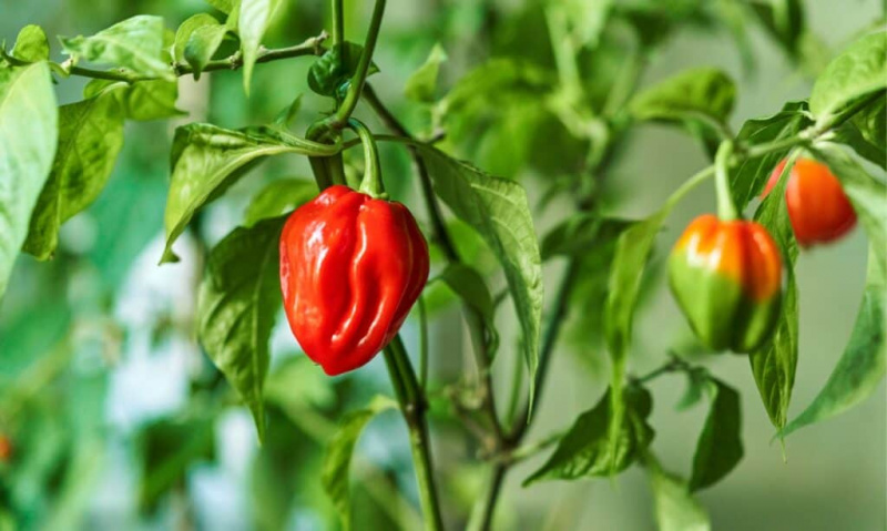   habanero peper groeit in de tuin