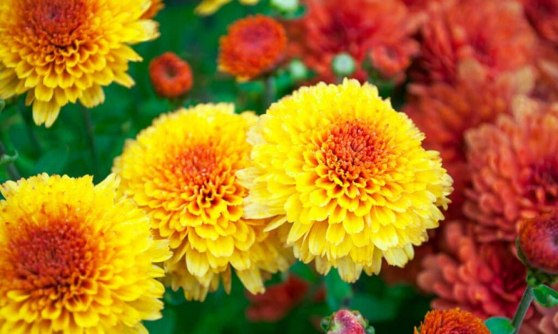 10 오렌지 연간 꽃: 기쁨의 꽃
