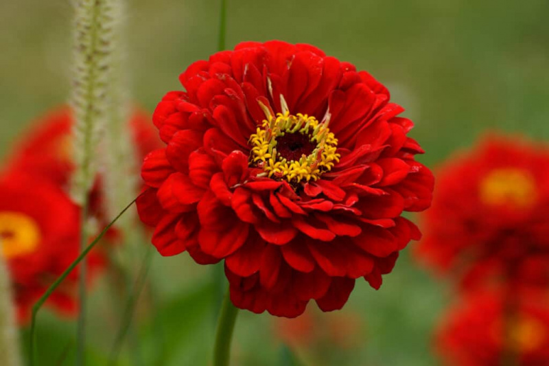   Velik rdeč cvet dalije na vrtu