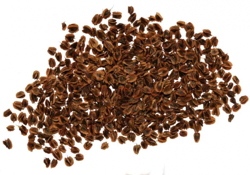 Sementes de ruibarbo