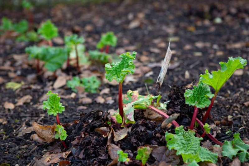   Mga Buto ng Rhubarb