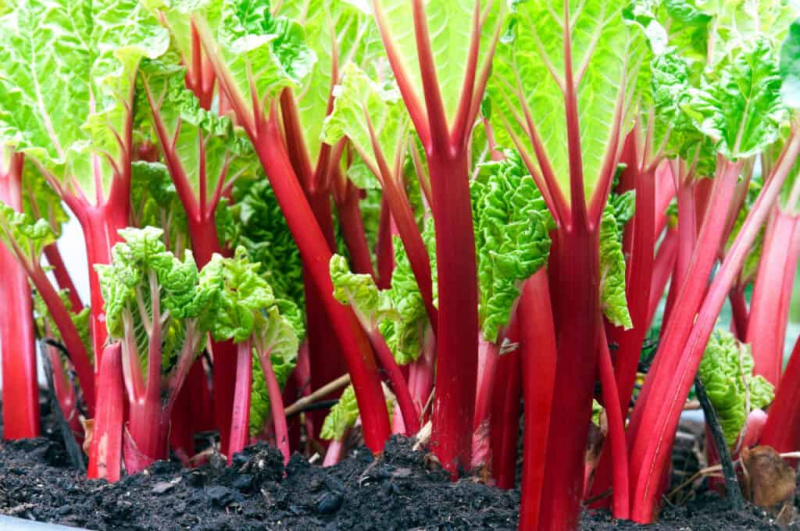   Mga Buto ng Rhubarb