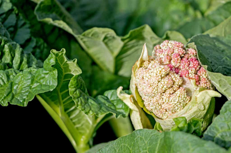   Mga Buto ng Rhubarb