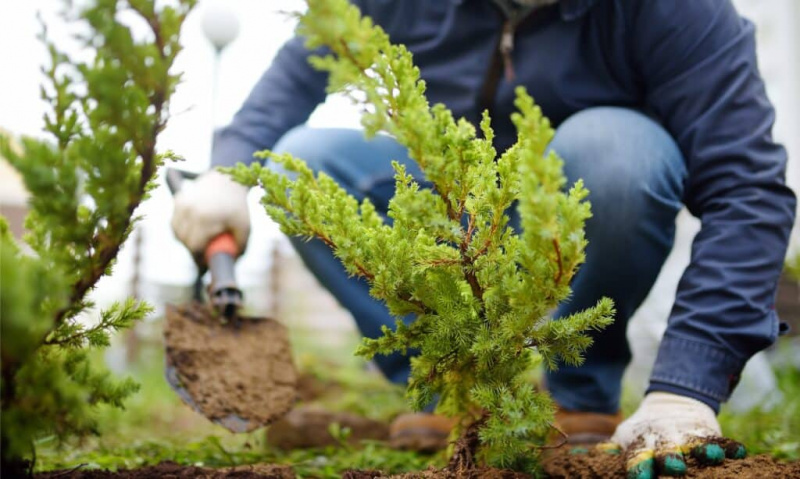   Cyprès contre Genévrier