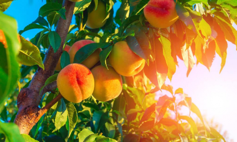 Персиковые деревья в Техасе: как их выращивать и сажать
