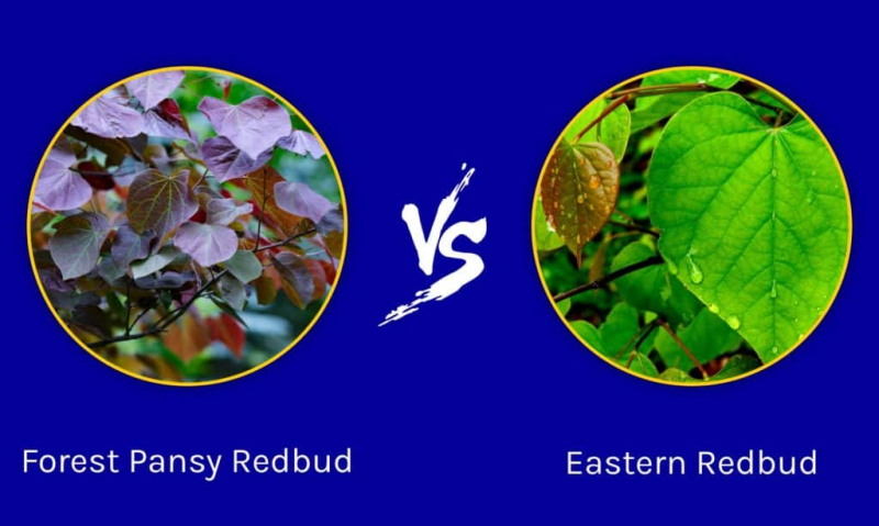   Forest Pansy Redbud vs Eastern Redbud