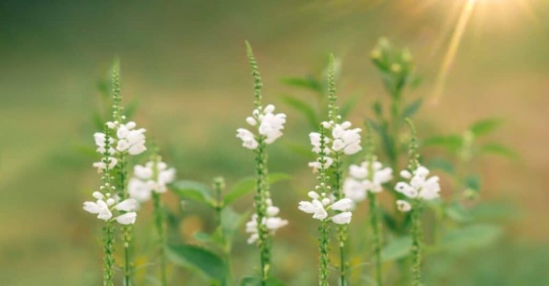   lydig blomst