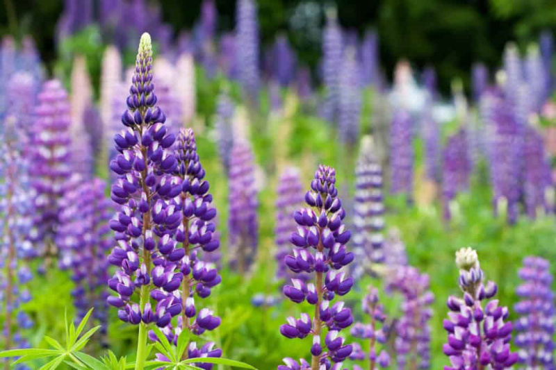   Lupins salvatges que creixen a la Selva Negra, Alemanya