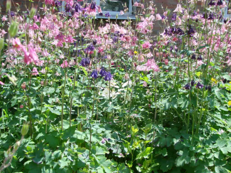   columbine puutarhassa