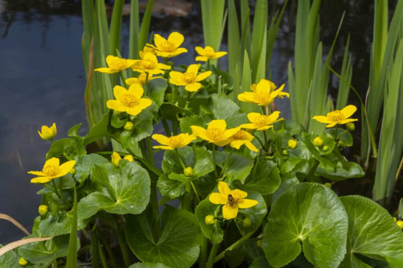   Malmequeres amarelos do pântano florescendo em um dia de primavera.