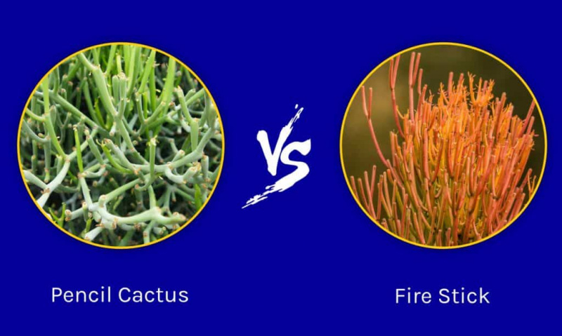 Pencil Cactus vs Fire Stick: quina diferència hi ha?