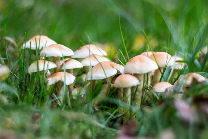   Печурке које расту у трави.