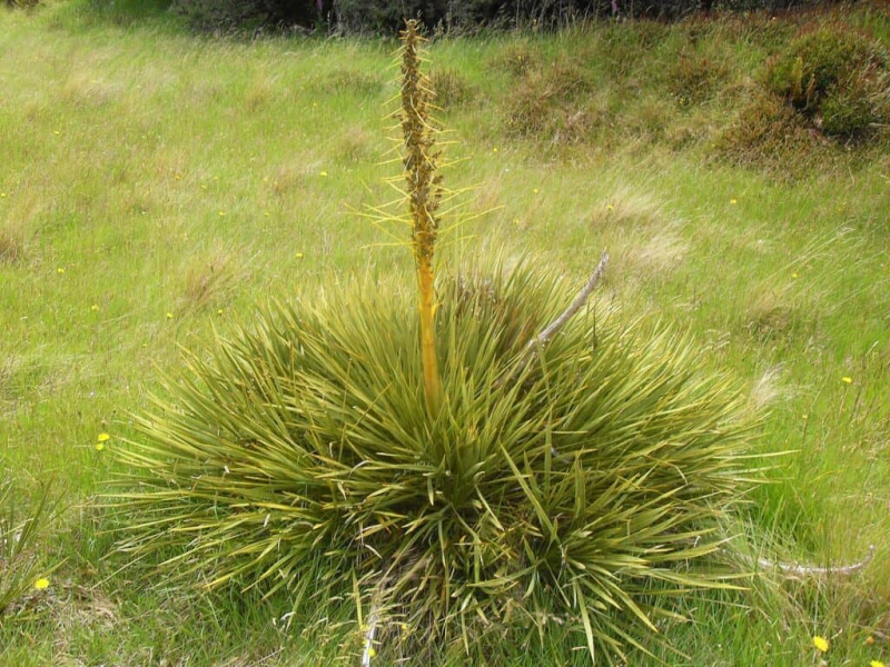   Rastlina Aciphylla aurea