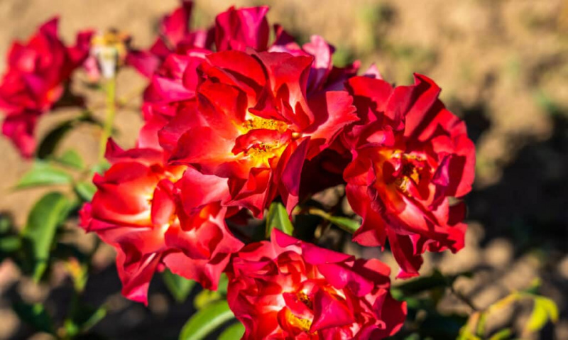 Mawar di Texas: 6 Mawar Sesuai untuk Taman