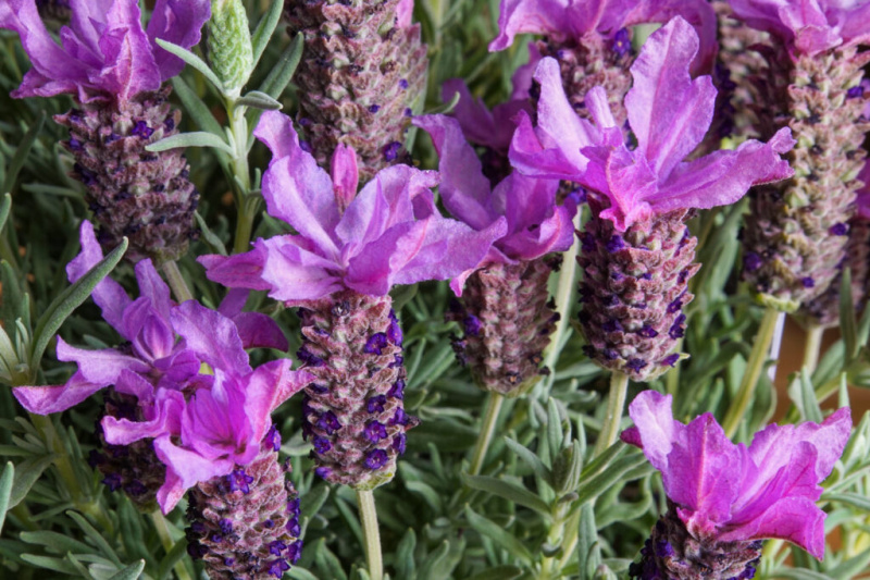 Prantsuse lavendel vs Hispaania lavendel: millised on erinevused?