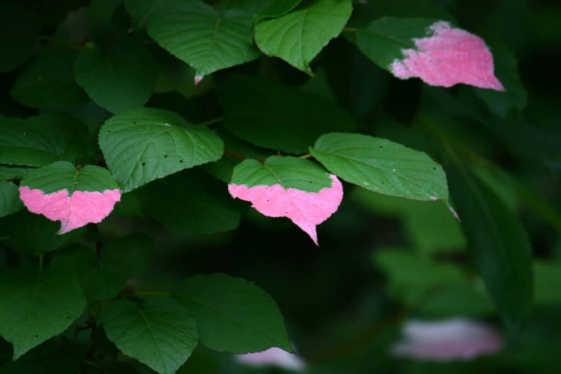   List srebrne trte, ki se je obarval rožnato. Hokkaido, Japonska.