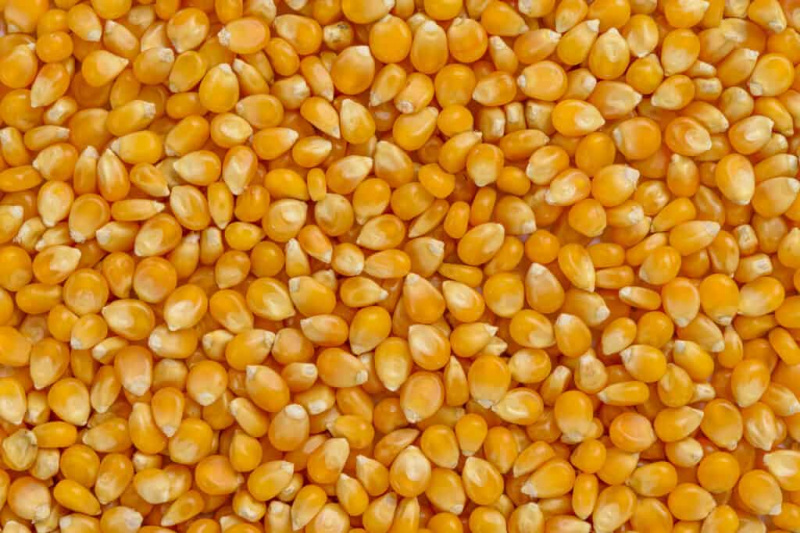   Quadro completo de cereais de milho