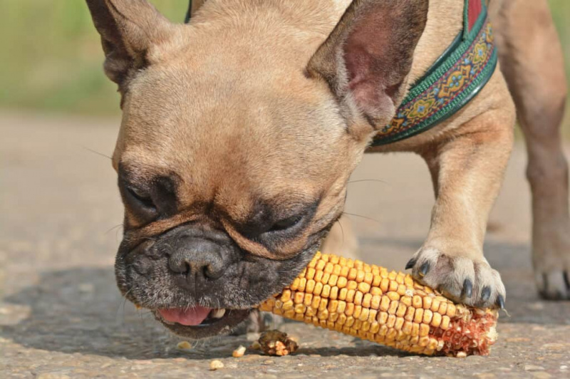   cachorro comendo milho